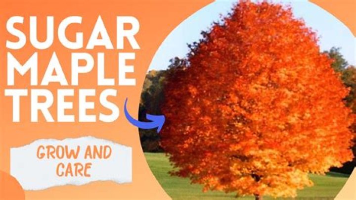 How tall does a sugar maple tree grow?
