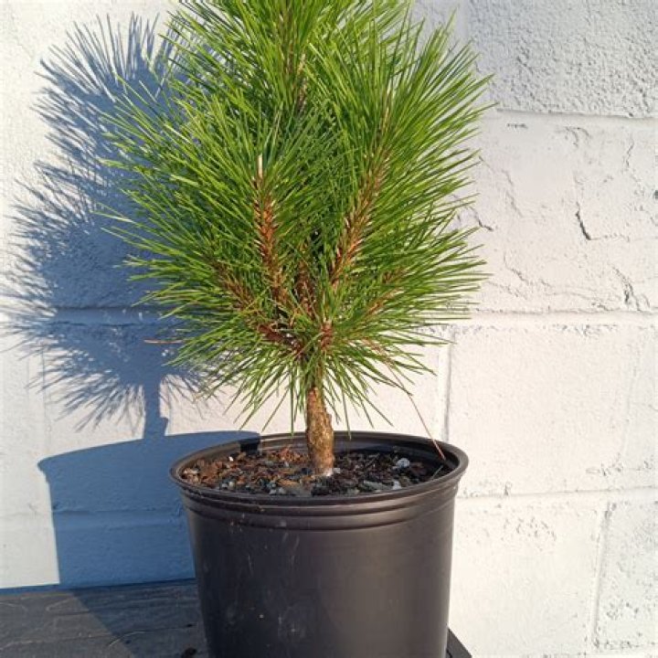 How tall does Japanese black pine grow?