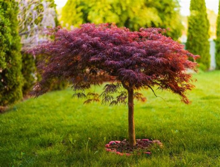 How tall should a Japanese Maple be?