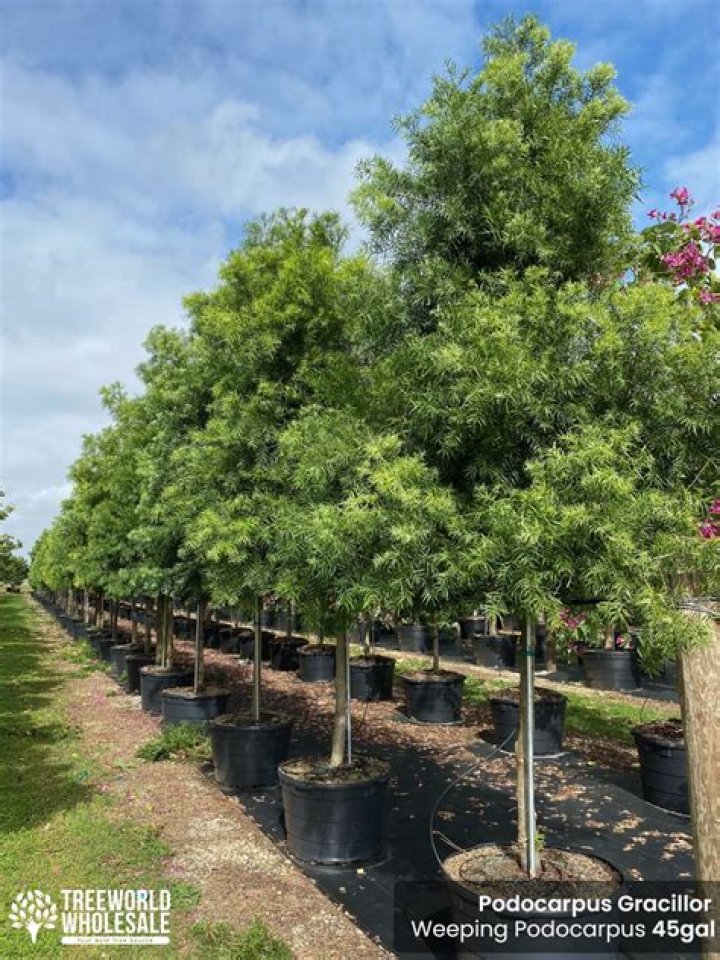How to care for a newly planted Podocarpus tree?