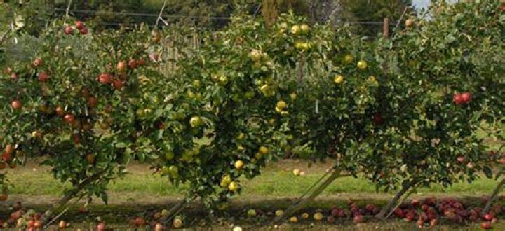 How to plant your orchard to have fruits all year round?