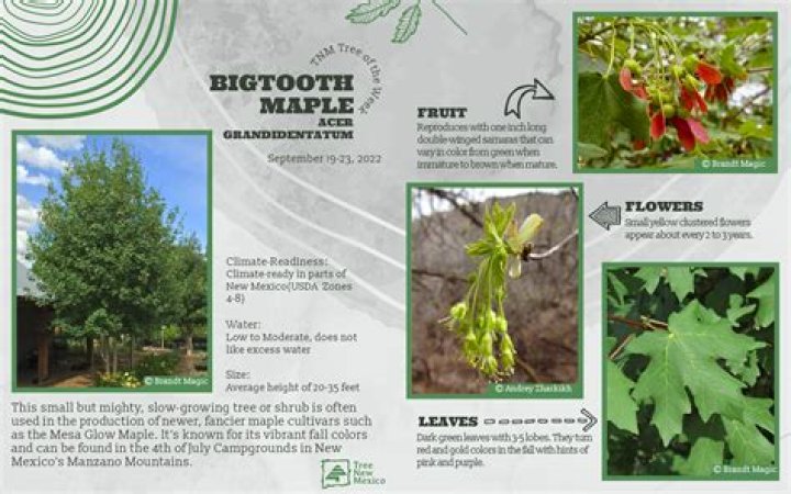 How to tell if a maple tree is healthy?