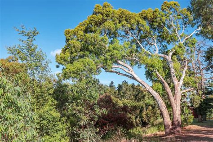How wide are eucalyptus trees?