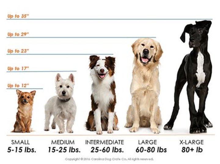 Is a 100 pound dog big?