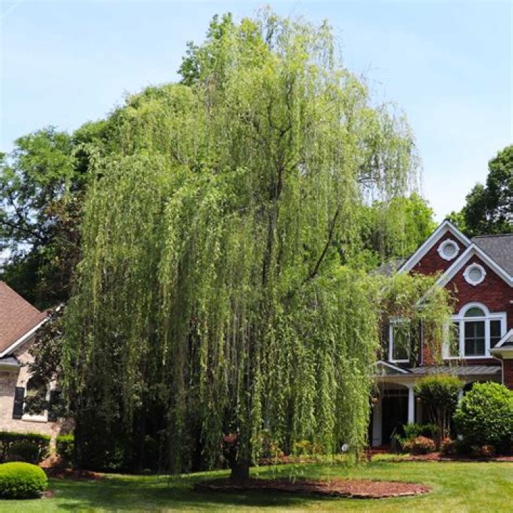 Is a weeping willow slow growing?