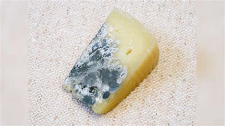 Is blue vein cheese Mouldy?
