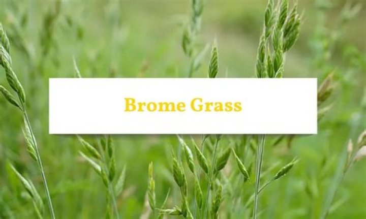 Is brome grass good for lawns?