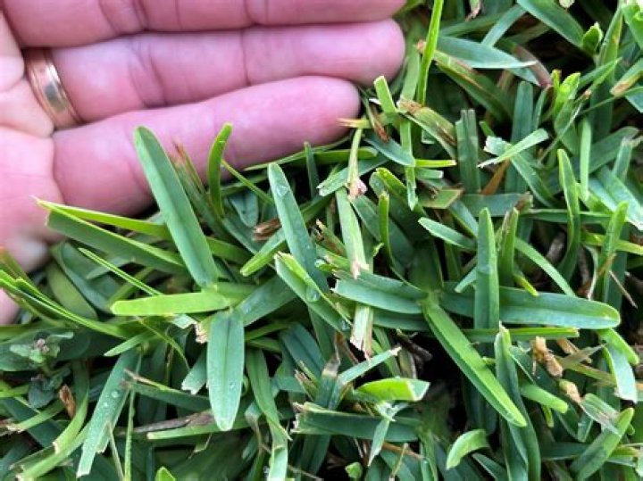 Is Carpetgrass the same as crabgrass?