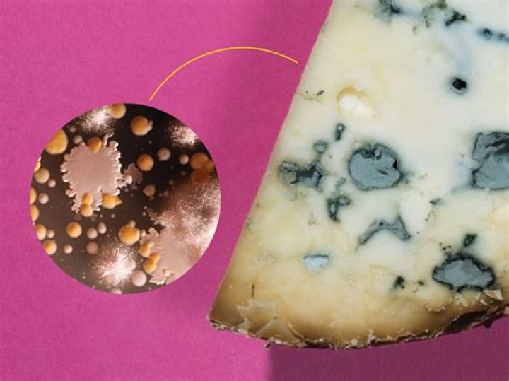Is cheese considered a bacteria?
