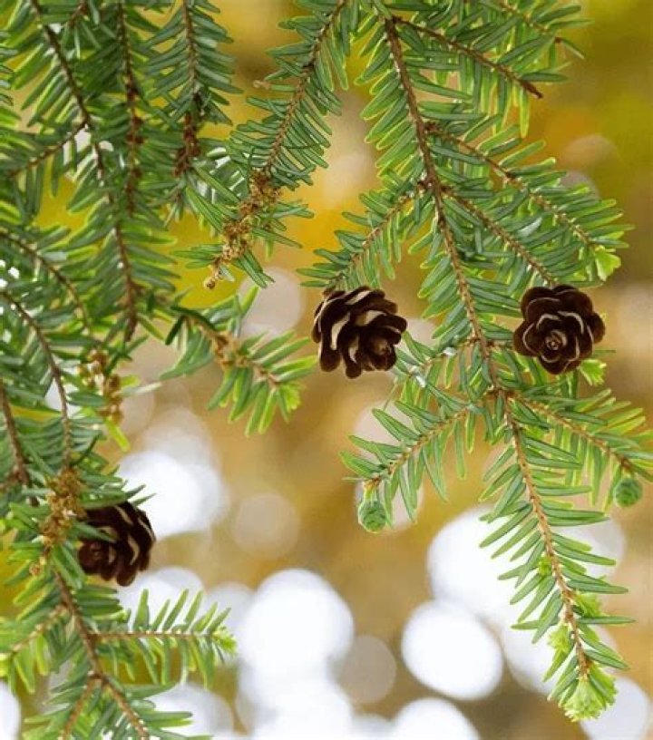 Is Eastern hemlock endangered?