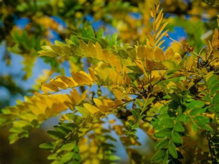 Is honey locust a good shade tree?