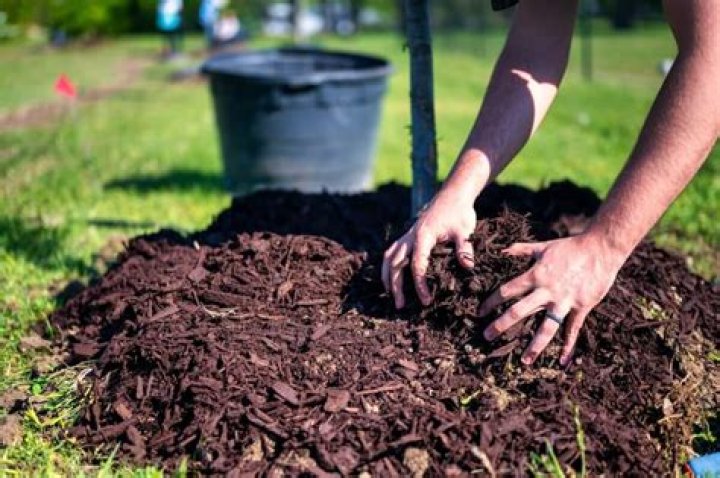 Is it bad to mulch every year?