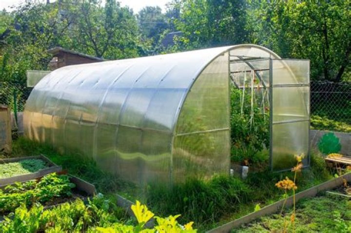 Is it better to grow vegetables in a greenhouse or outside?