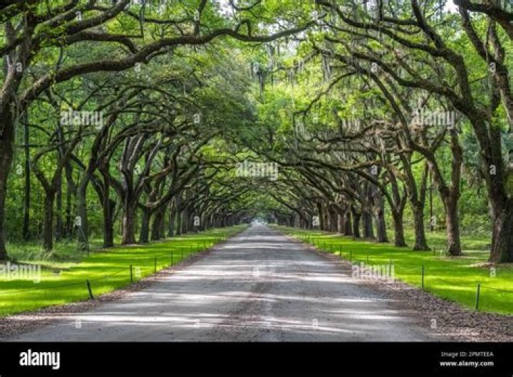 Is it legal to trim back trees in Savannah GA?