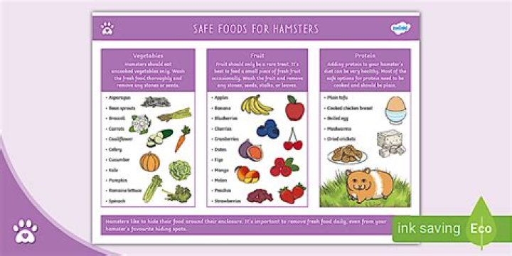 Is it OK for hamsters to eat cheese?