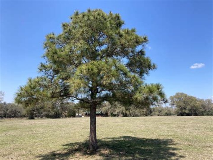 Is loblolly pine toxic?
