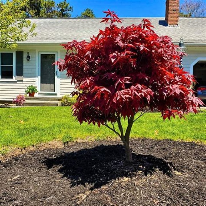 Is maple tree good for front yard?