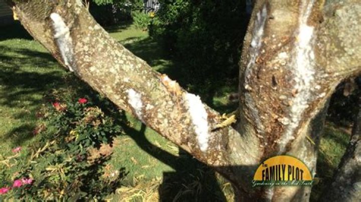 Is my mimosa tree dying?