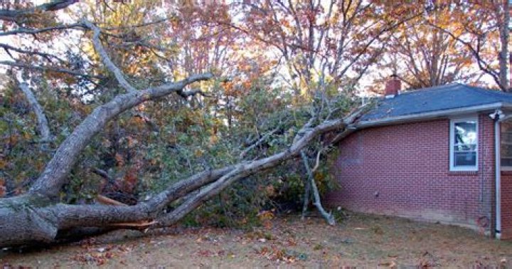 Is my neighbor liable if his tree falls on my house?