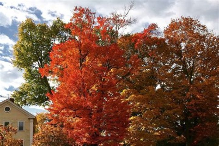 Is red sunset maple A good tree?