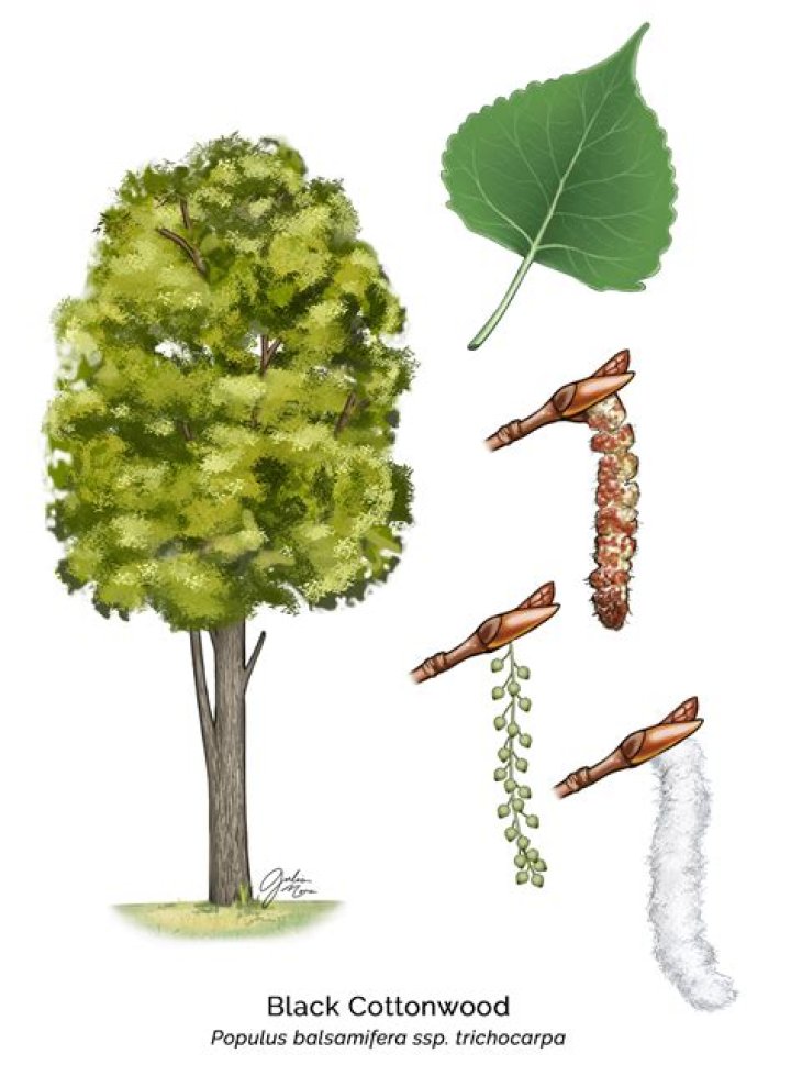 Is the cottonwood tree a male or female?