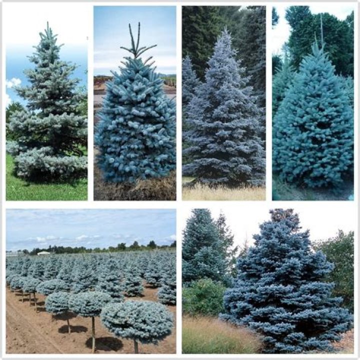 Is there a blue spruce disease going around?