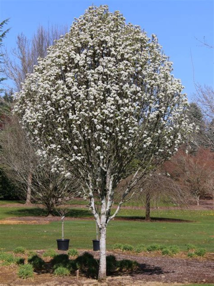 Is there an ornamental pear tree?