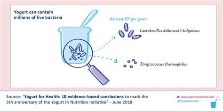 Is yogurt and cheese made by using bacteria?