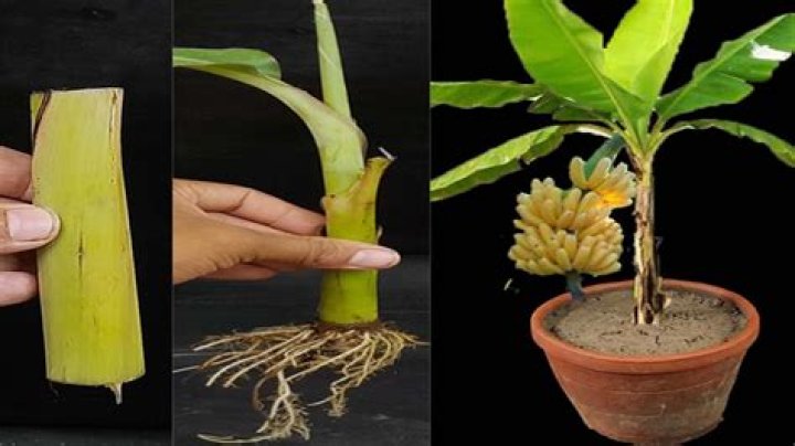 Should I cut banana tree to the ground?