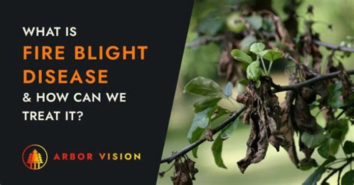 Should I remove a tree with fire blight?