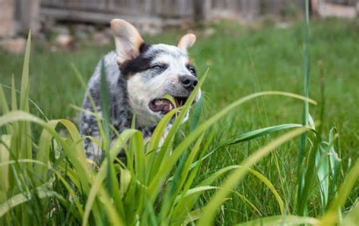 What animal eats bluestem grass?