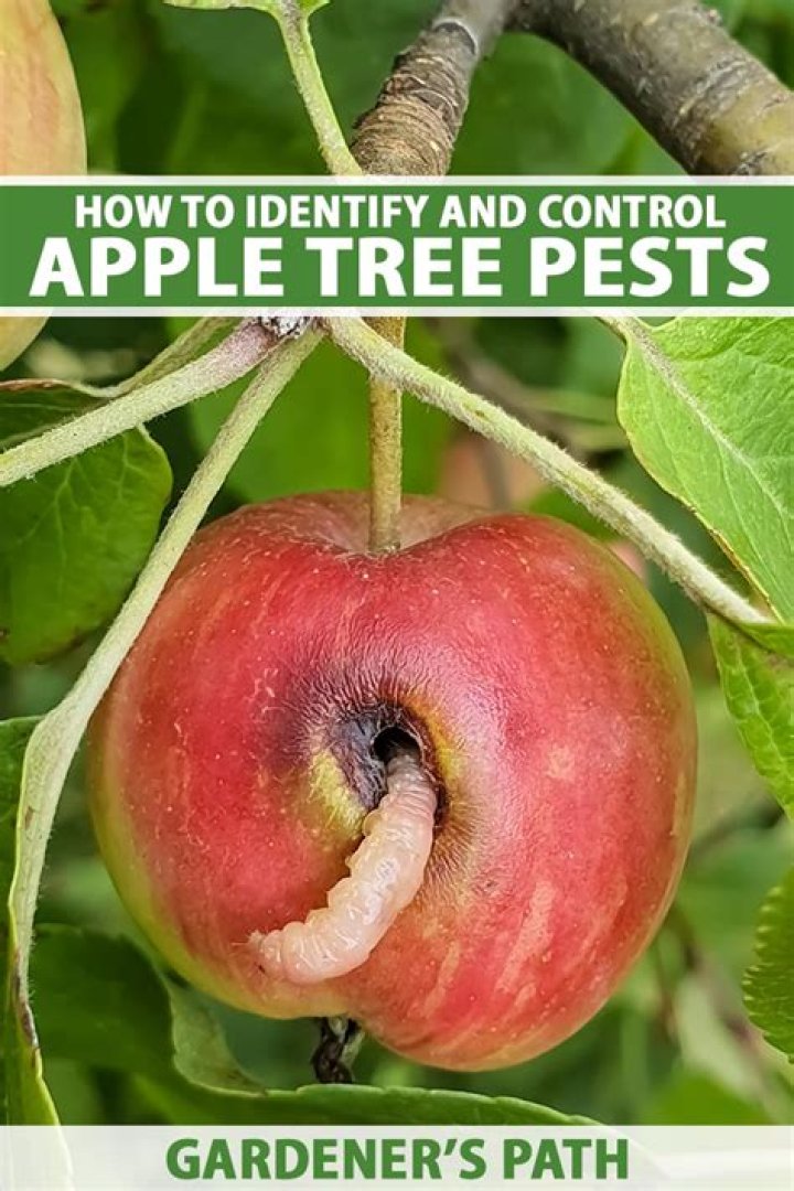 What are common diseases for apple trees?