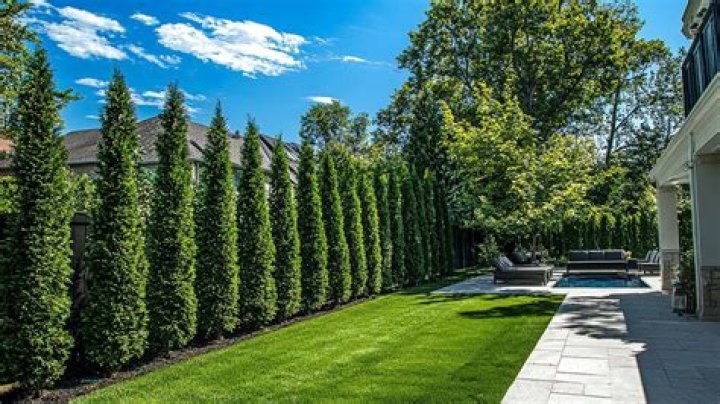What are good privacy trees that grow fast?