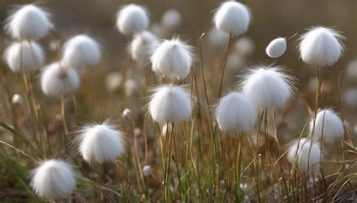 What are the adaptations of cotton grass?
