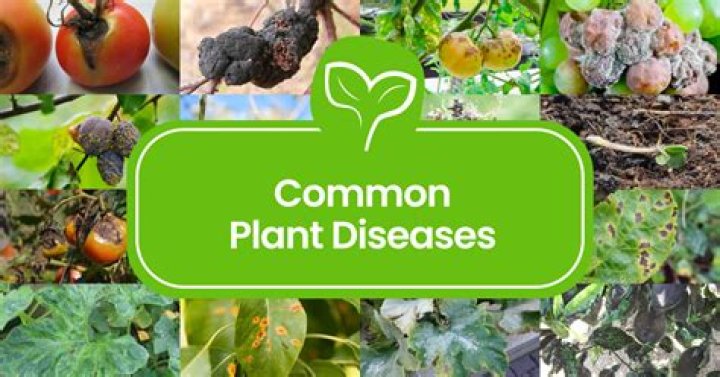What are the different types of plant diseases?