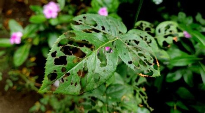 What are the holes in leaves?