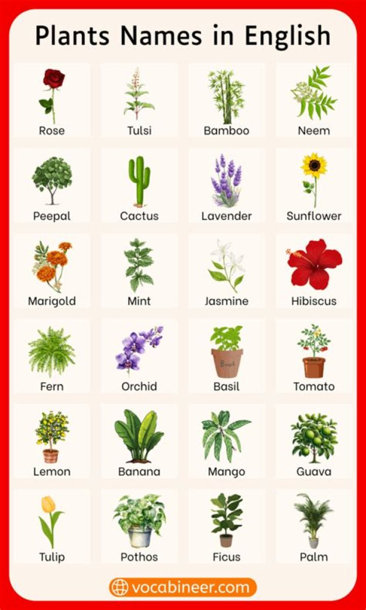What are the names of plants with pictures?