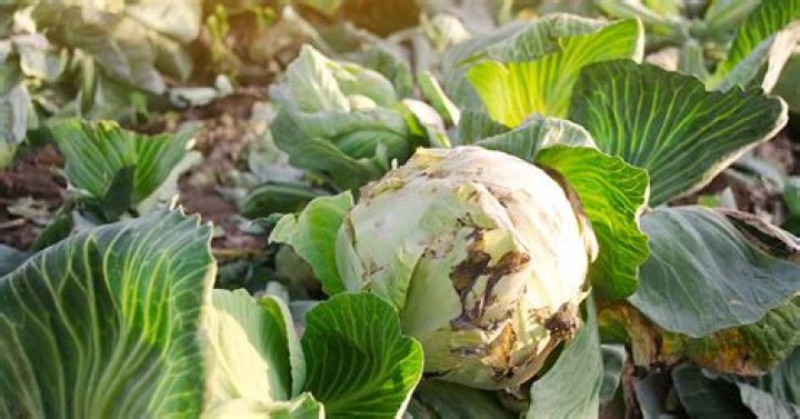 What are the pest and diseases of cabbage?