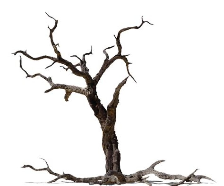 What are the signs of a dead tree?