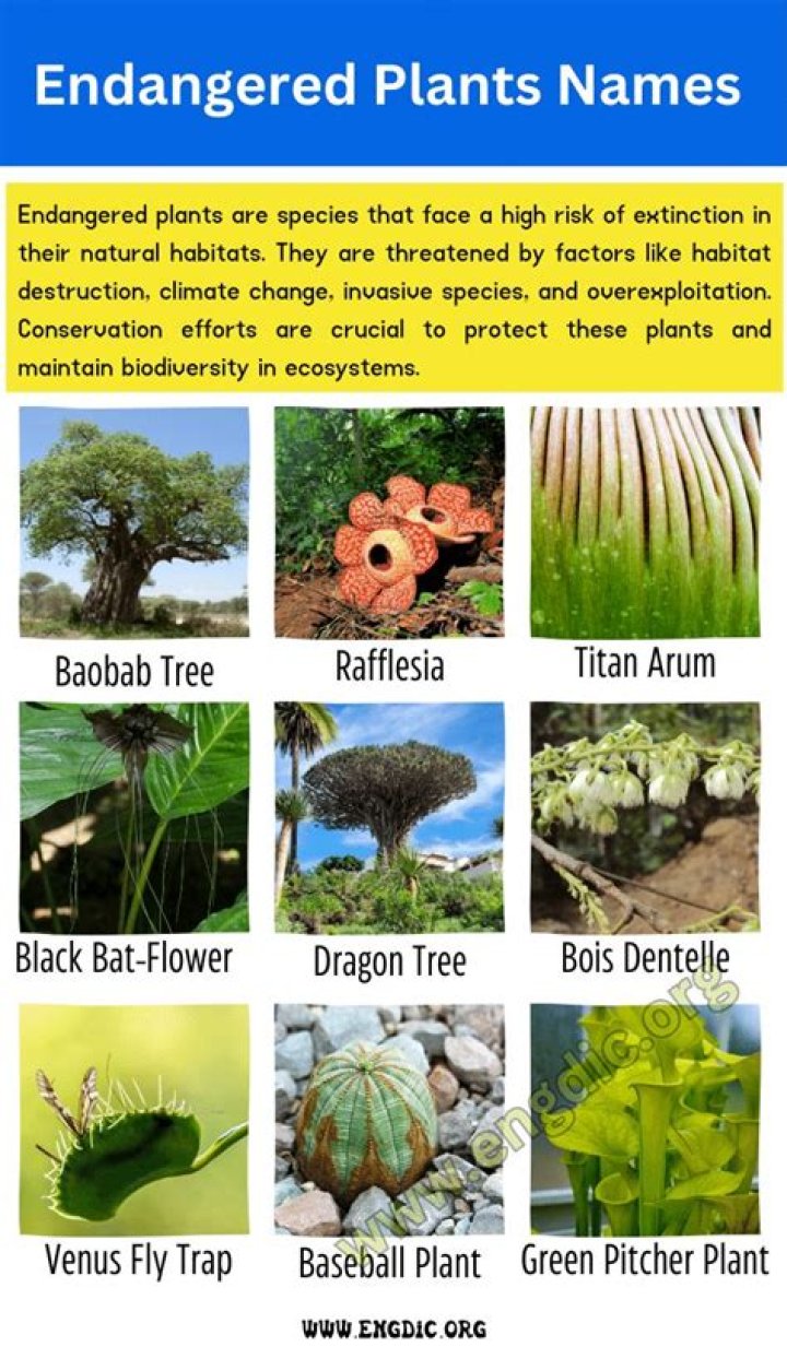 What are the top 10 endangered plants?