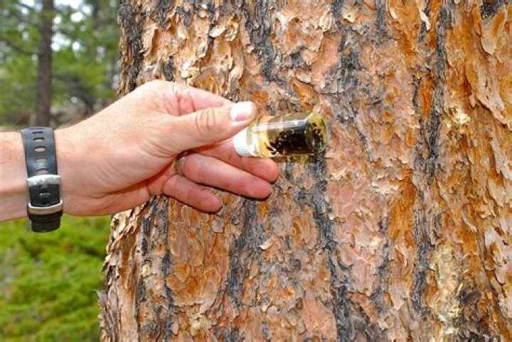 What bugs can kill a pine tree?