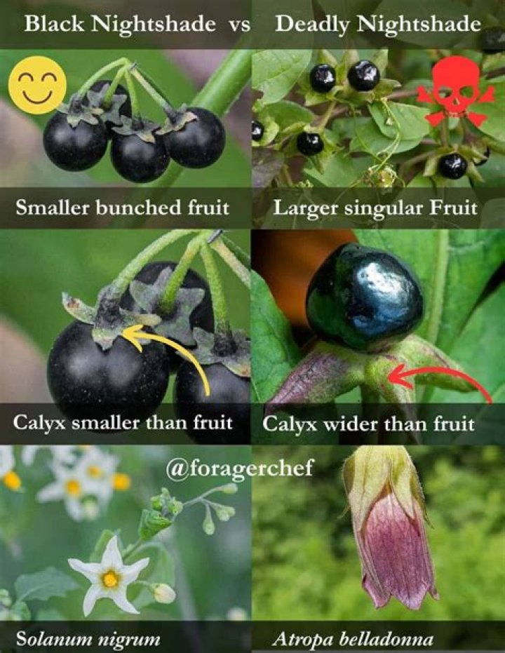 What can I do about black nightshade in my garden?