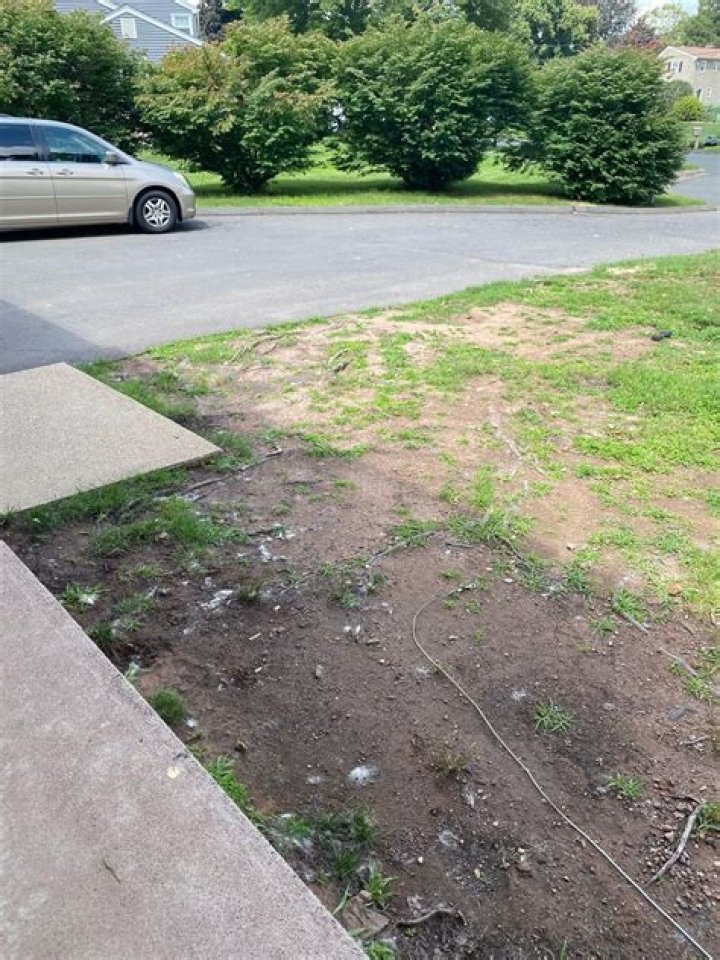What can I do to make my lawn look better?