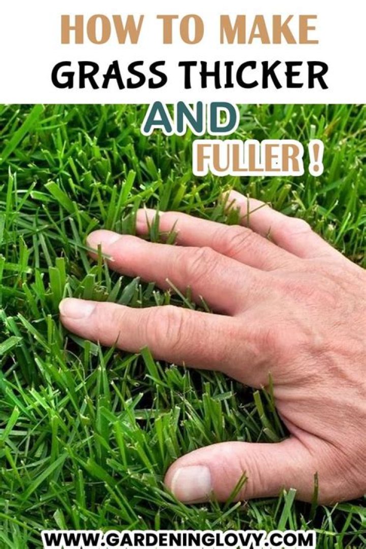 What can I put on my grass to make it thicker and greener?