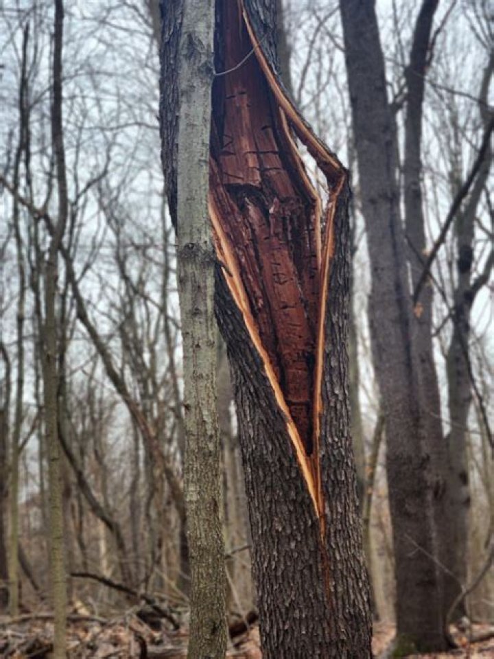What causes a vertical crack in a tree trunk?