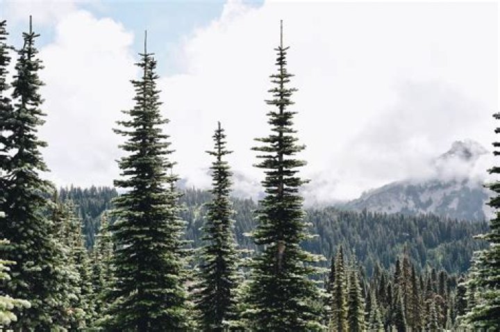What causes evergreen trees to die from the bottom up?
