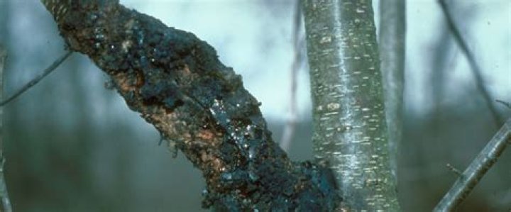What causes tree disease?