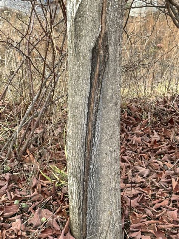 What causes vertical cracks in trees?