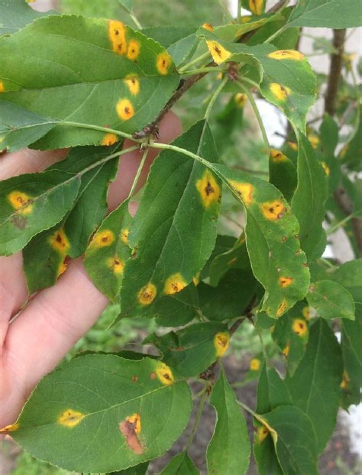 What causes yellow spots on tree leaves?