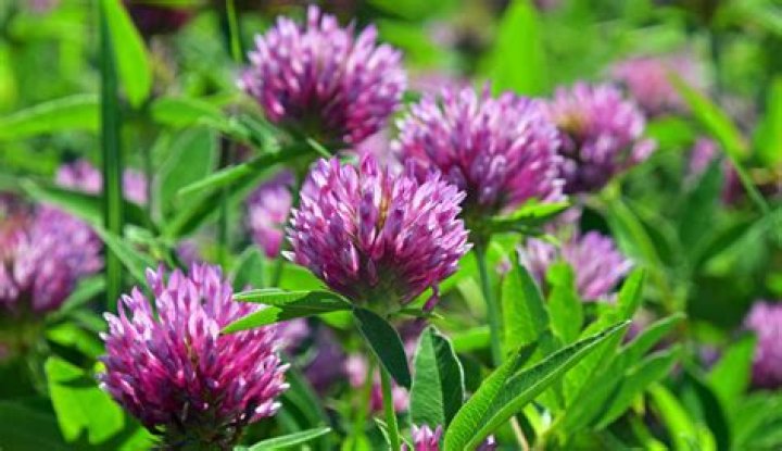 What clover has purple flowers?